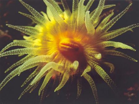 Leptosammia pruvoti in the Mediterranean sea - NikonosV w... by Ferdinando Meli 
