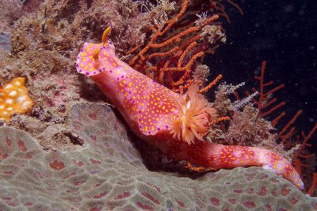 Nudibranch: Ceratosoma trilobatum - Reasonably common at ... by David Drake 