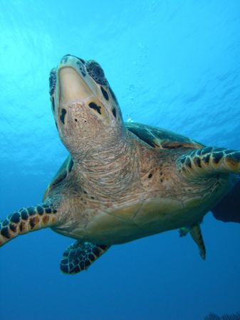 Hawksbill turtles, they are being very courious with me, ... by Lora Tucker 