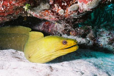 nikonos 20mm handheld sb105 by Joe Lenahan 