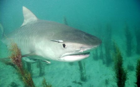 Tiger Time!
This shark is all of 9 to 10 feet in length.... by Eric Cullen 