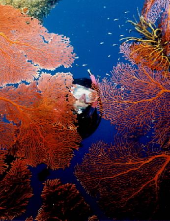 Peek-a-boo. My daughter at 14 peeking through a red sea f... by Marylin Batt 