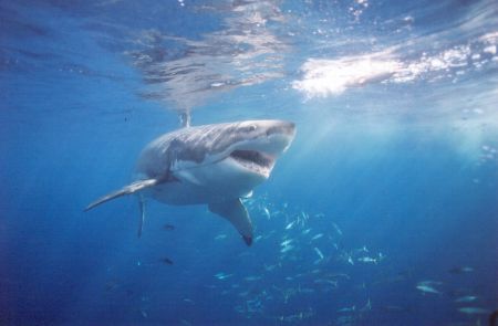 Great white. 20mm lense by John Bonior 