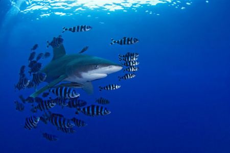 Longimanus with a lot of pilot fishes and remora; Elphing... by Jean-Louis Danan 