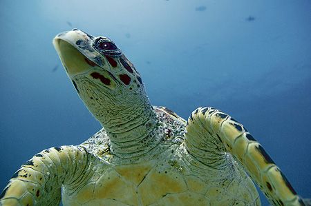 nik D200 - Strobe nik SB800 - hawksbillturtle - Ari Atoll by Manfred Bail 