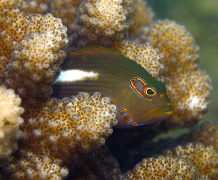 Arceye Hawkfish. Photo taken in Haleiwa, HI- about 12 ft ... by Mathew Cook 