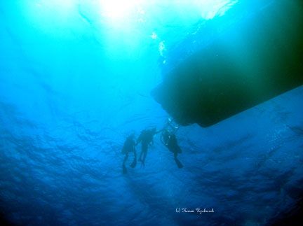 just looking up from the top of the reef. by Karen Upchurch 