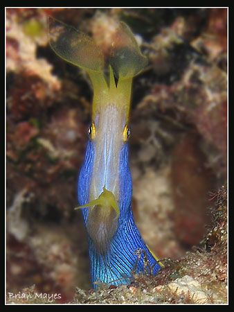 Blue Ribbon Eel looks almost alien like in this wide open... by Brian Mayes 