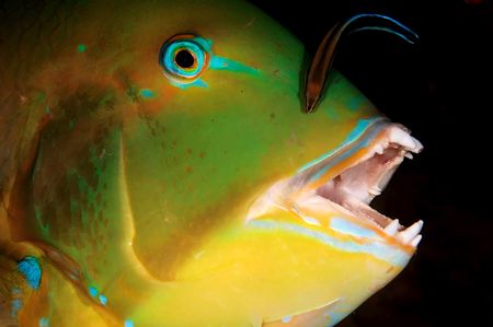 Ningaloo reef in Australia is alive with cleaning station... by Rand Mcmeins 