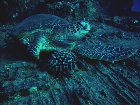 this green sea turtle was ralxing on a wreck called the Y... by Gabriel Guerra 
