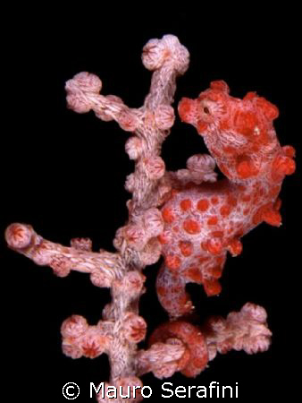 Sea horse in wakatobi by Mauro Serafini 