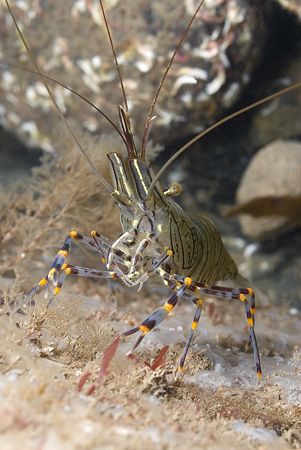 Common prawn. North Wales.
D200, 60mm. by Derek Haslam 