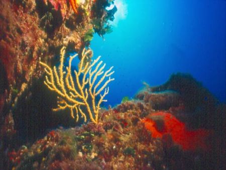 Eunicella cavolinii in the Mediterranean sea - NikonosV w... by Ferdinando Meli 