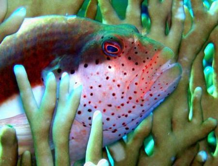 Little Hawifish resting on the Fire Coral. Gordon Reef, T... by Erich Reboucas 