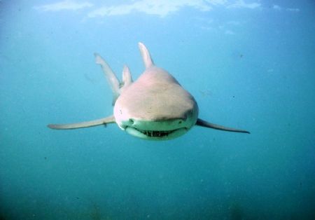 Lemon Shark, using SeaLife DC500 pro set w/ wide angle lens. by Eric Cullen 