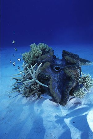 This Giant Clam was in the middle of a sandy patch and cr... by Richard Smith 