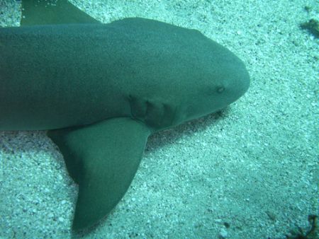 Nurse Shark by Lora Tucker 