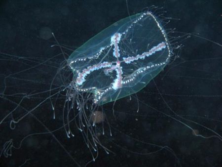 Idromedusa in the night of the Mediterranean sea - Canon ... by Ferdinando Meli 