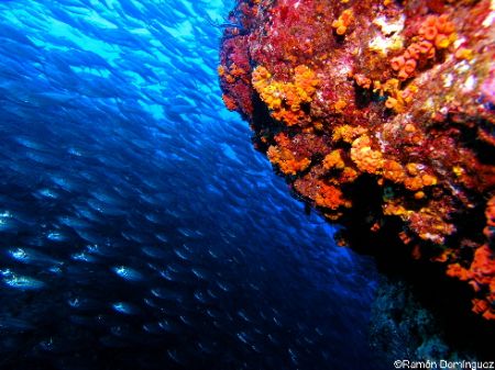 School of Harengula thrissina and orange cup coral, two o... by Ramón Domínguez 