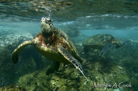 Honu in Shallows. Photo taken at Sharks Cove, HI- natural... by Mathew Cook 