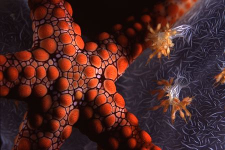 Slightly abstract shot of a starfish on a soft coral. by Richard Smith 