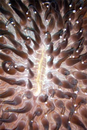 Sun Mushroom Coral (Heliogungia actiniformis) - Thought i... by David Drake 
