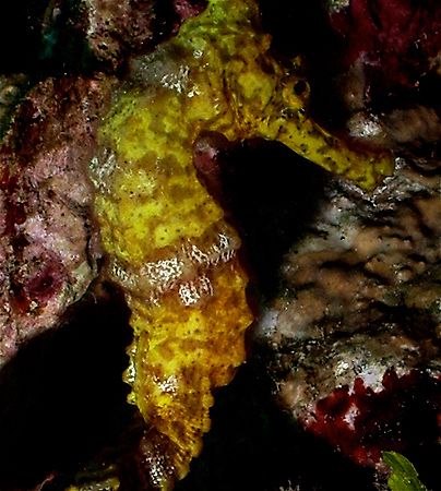This Sea Horse was found on a site called Connie's Dream.... by Steven Anderson 