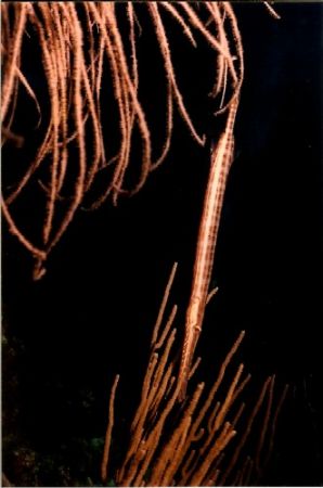 Trumpet Fish blending with the coral.
Nikonos V 28mm lense by Marylin Batt 