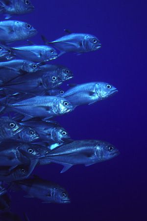 Schooling Big-Eye Trevally by Richard Smith 