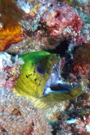 Blackspotted Moray Eel - This creature was watching us fr... by David Drake 
