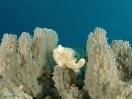 White frogfish. Curacao. by David Heidemann 