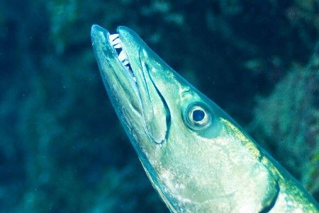Great Barracuda looking for a dentist, Nikon D200 in Ikel... by Don Bricker 