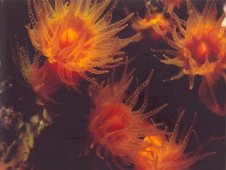 Leptosammia pruvoti in the sea of Pantelleria island - Ni... by Ferdinando Meli 