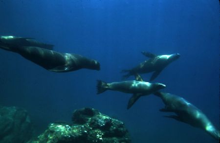 'FLY BY' Sea lions at play. Sea of Cortez; natural light.... by Rick Tegeler 