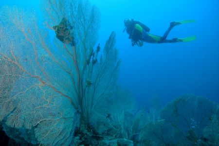 Spectacular giant fan gorgonians in depth. by Ugo Gaggeri 