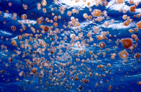 Almost a fantasy, small silver doller size jellyfish as f... by Marylin Batt 