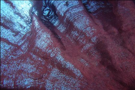 Another abstract shot. The Elephant Ear sponge was dying ... by Richard Smith 