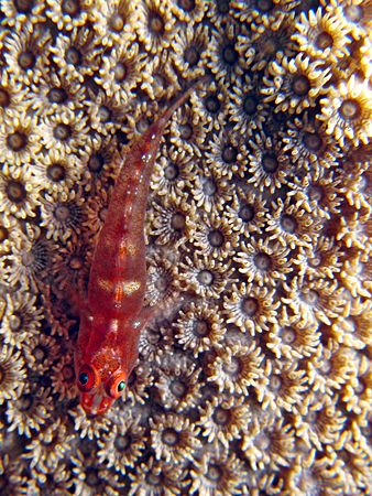 Goby In Red! Taken In Tulamben With Canon S80. by Ed Eng 