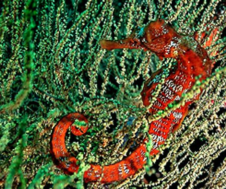 Seahorse in Galapagos....... by Jeannette Howard 
