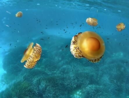 Jellyfishes all over. They look ugly and interested at th... by David Benz 