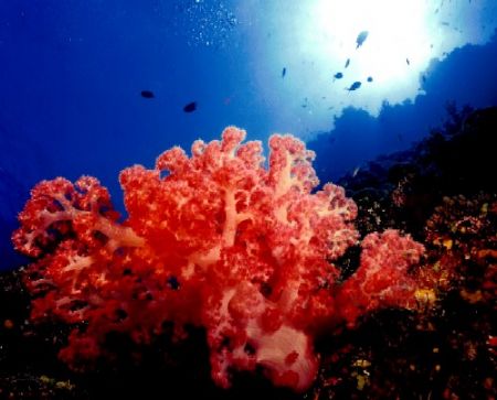 Soft coral highlighting a deep wall.
Near Matangi Island... by Marylin Batt 