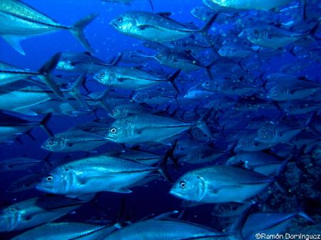School of jacks at Las Animas island, Sea of Cortéz, México. by Ramón Domínguez 