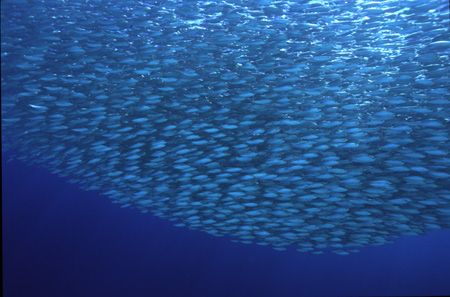 Tightly polarised school of silversides by Richard Smith 