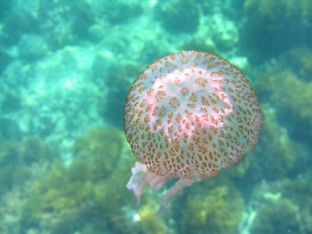 Pelagia noctiluca in the Mediterranean sea - Canon Powers... by Ferdinando Meli 