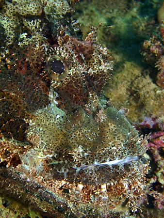 Scorpionfish Portrait with DC 500 by Patrick Neumann 