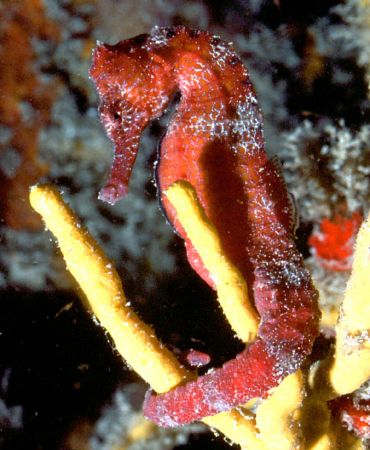 'RED SEAHORSE' Kinda says it all, tho' this fella was try... by Rick Tegeler 