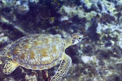 Green Sea Turle Nikon D200 105 mm Macro lens in Ikelite H... by Don Bricker 