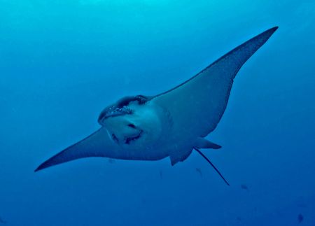 Eagle Ray gliding over head in Galapagos ~ Nikon D70 by Jeannette Howard 