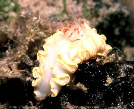 "Red Tipped Sea Goddess" taken with a Nikonos V, 35mm len... by Mike Smith 