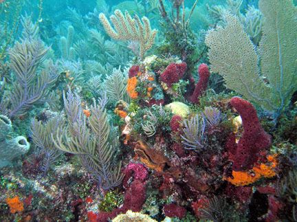 diving off Key largo saw this by Karen Upchurch 